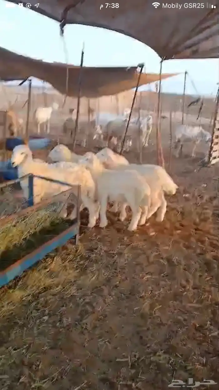بهم طليان فاخره 0