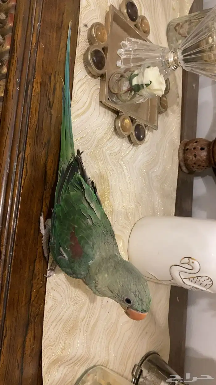 فرخ دره نيبالي 1