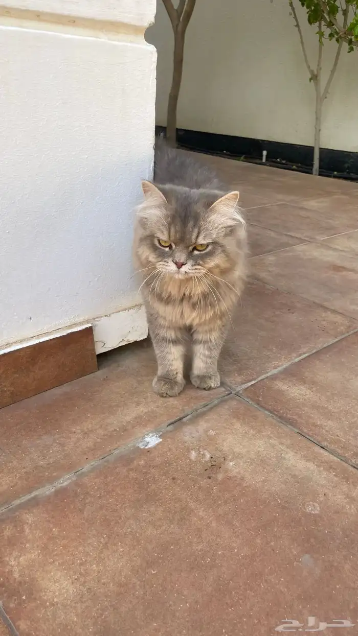 بسيس البف للبيع 6