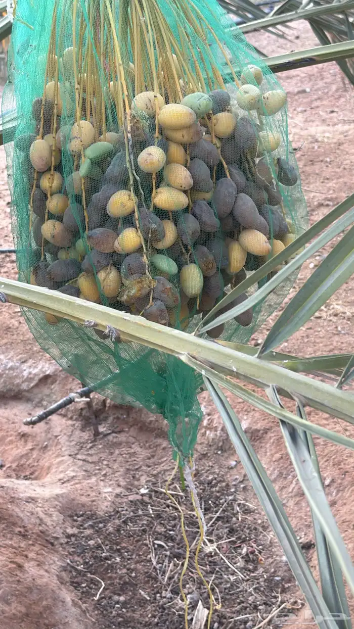 للبيع ثمر النخل سكري وخلاص عدد 180 نخله 15