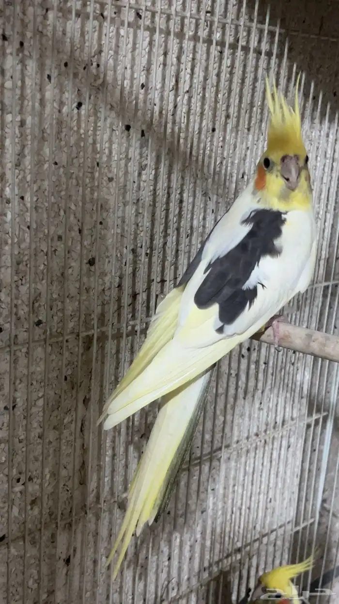 للبيع ذكر كروان بايد الي توقف عليه سومه نصيبه 0