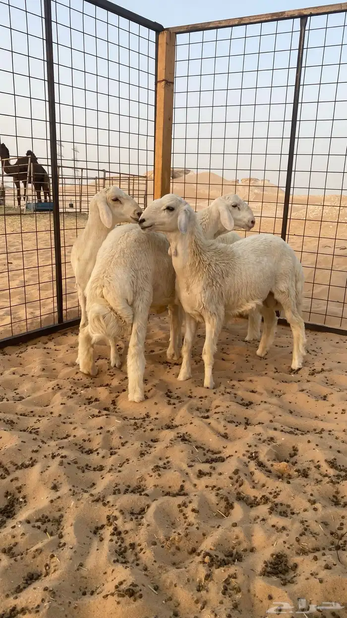 حريات خرفان 4
