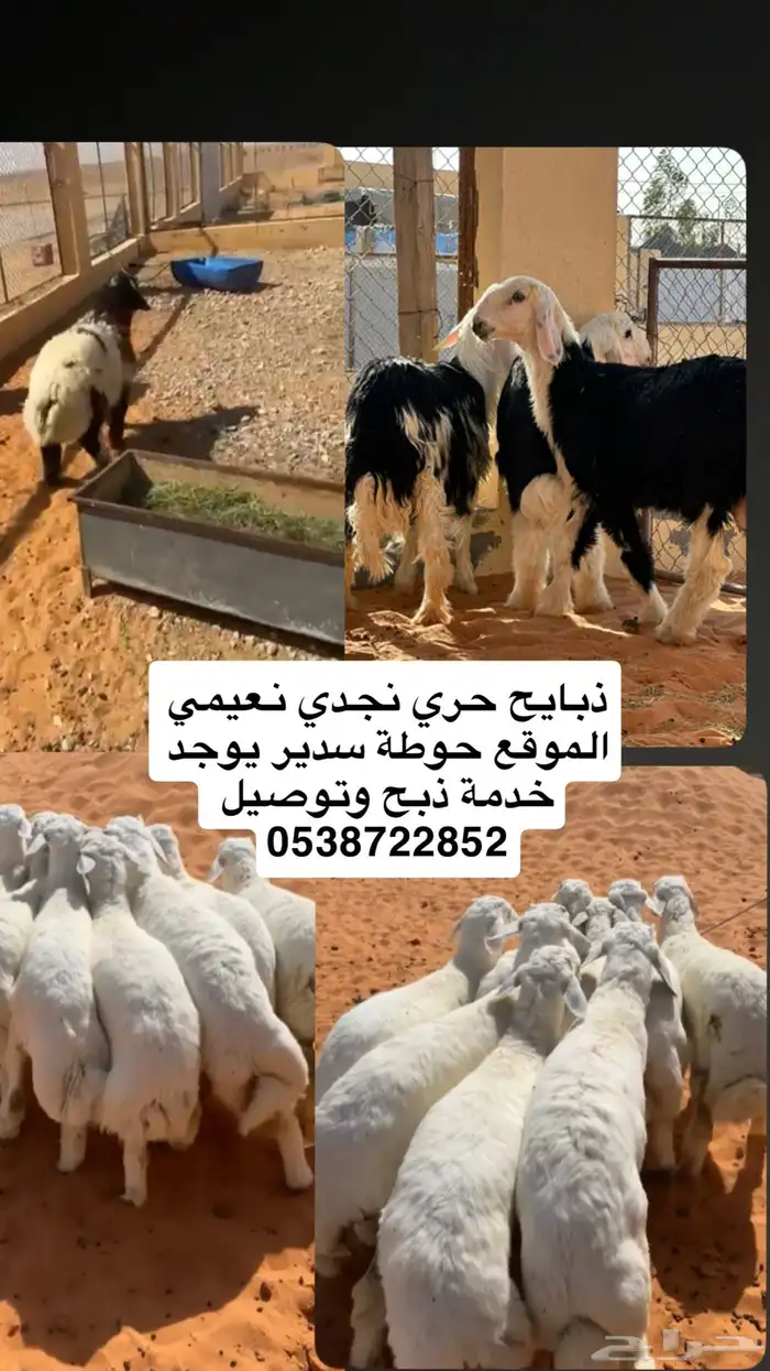 ذبايح بلدي فاخره 0