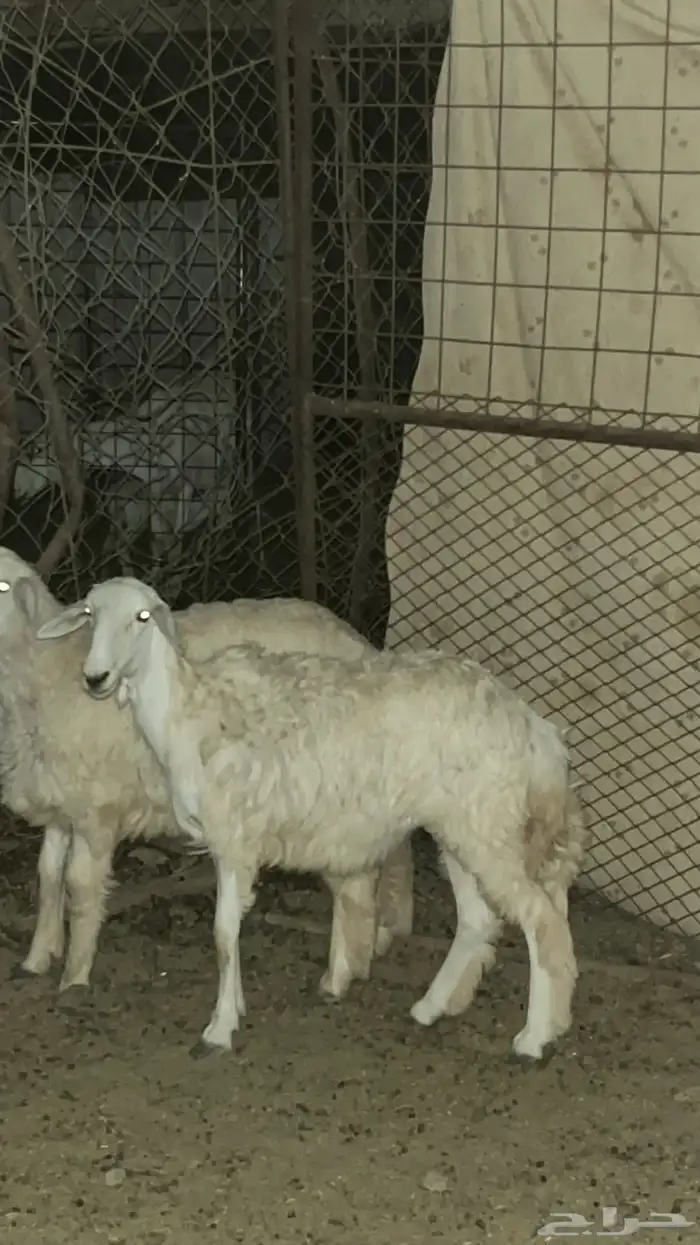 السلام عليكم 3