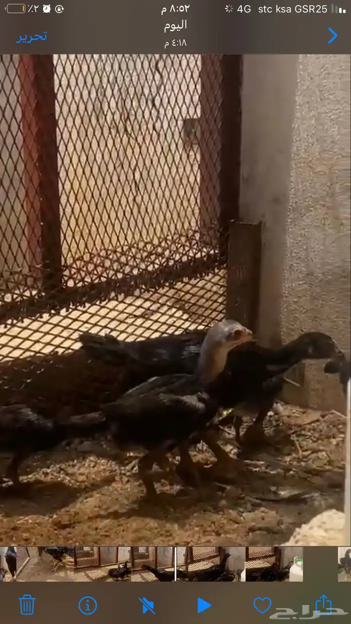 صيصان شامو الماني تم تحديث الصور 0