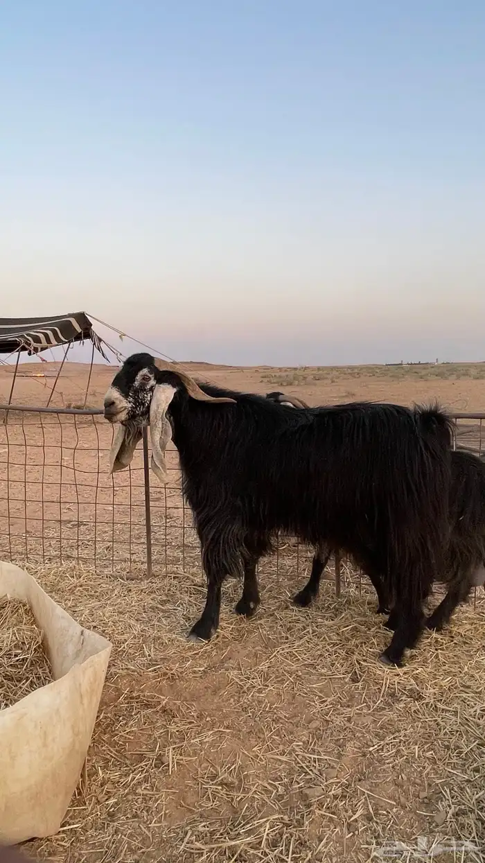 تيس توه مسدس 0