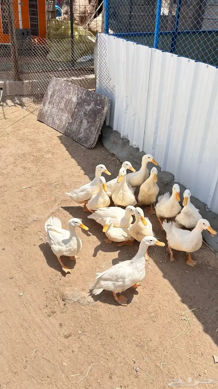 بط بكيني 2