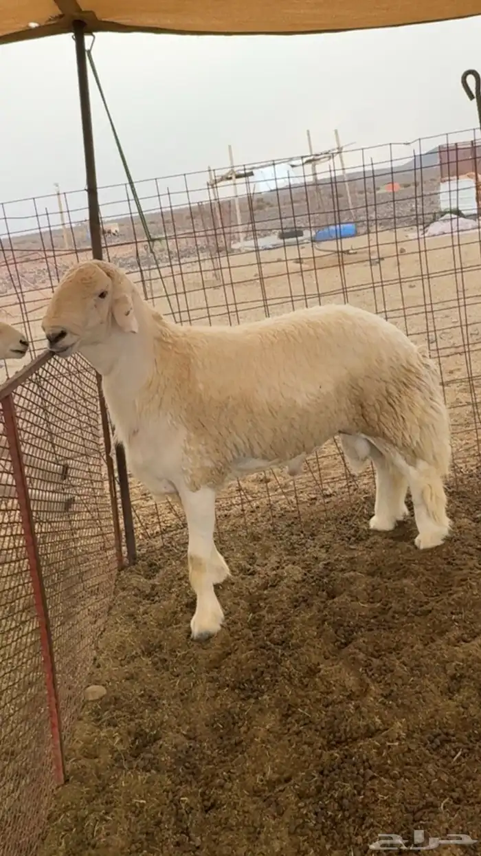 طلب مشروع فحل صنف الصنف 0