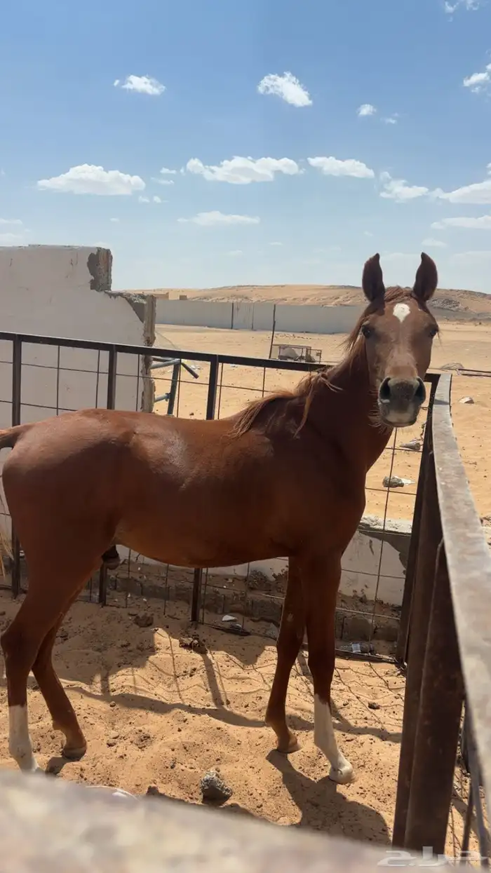 مهر شعبي يصلح للابل 2
