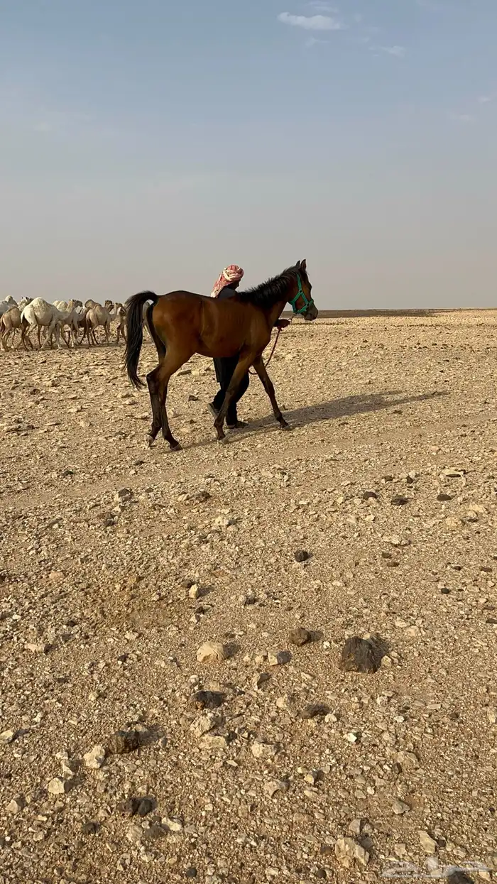 حصان عربي شعبي 3
