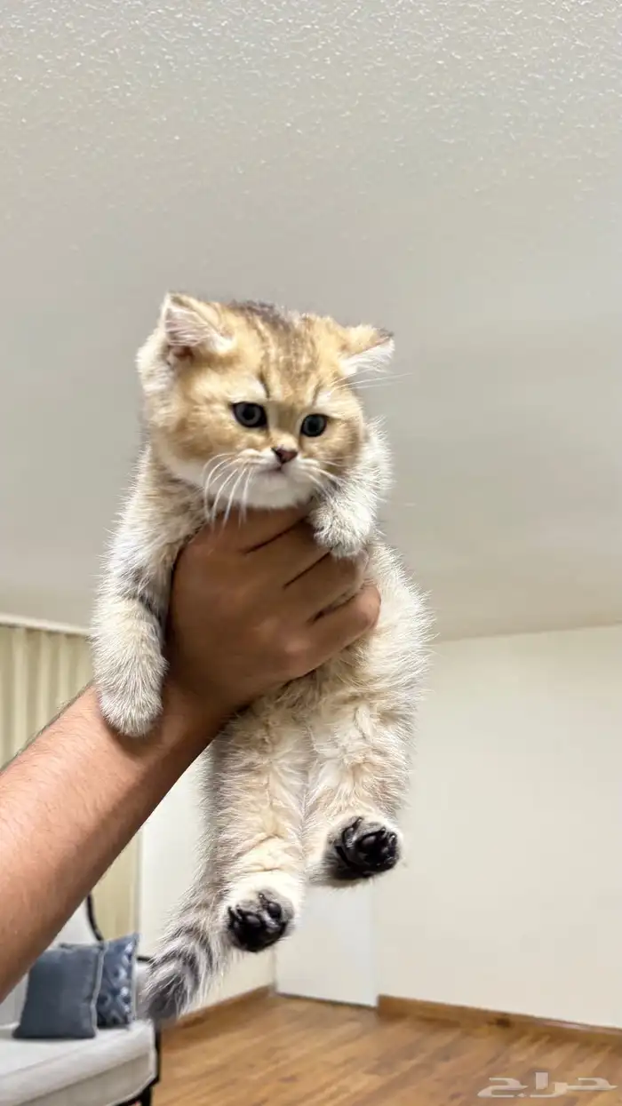 قطط سكوتش 4