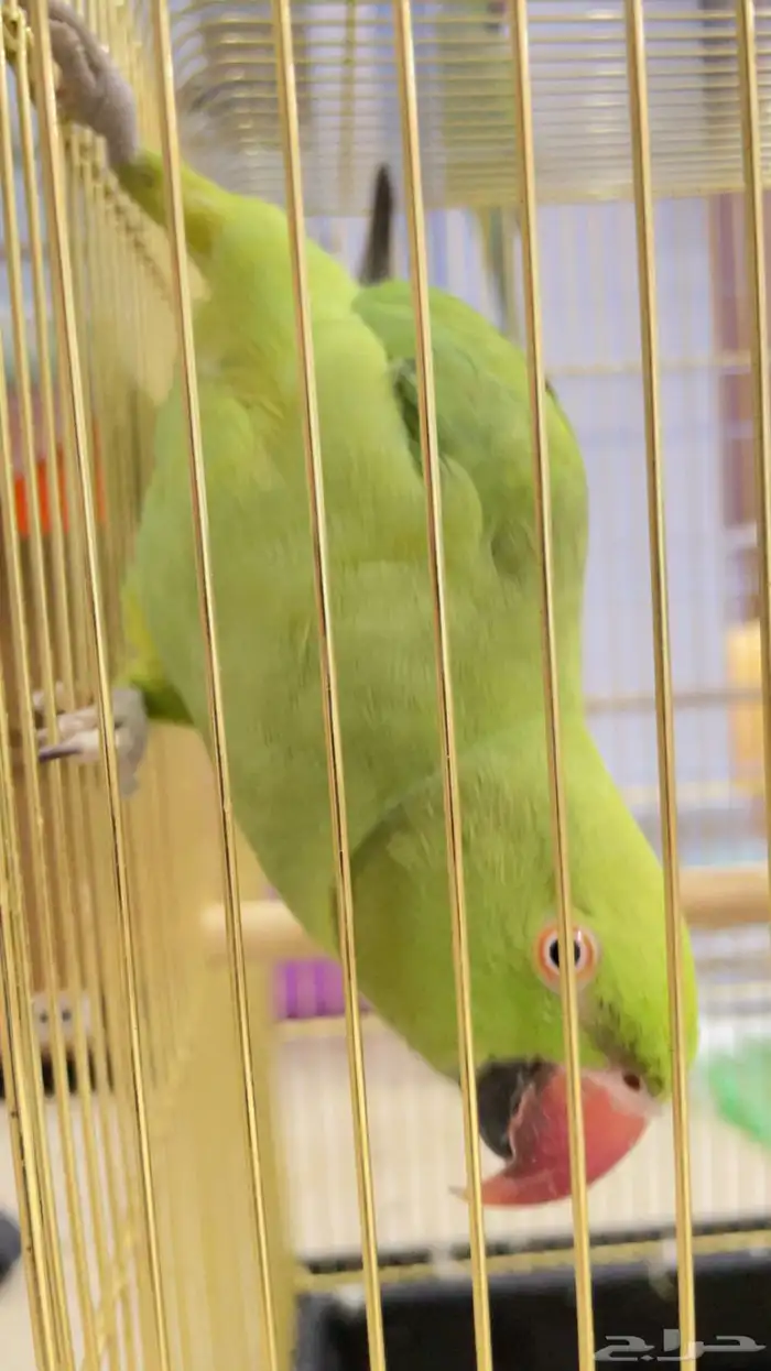 بغبغا الدره هندي 0