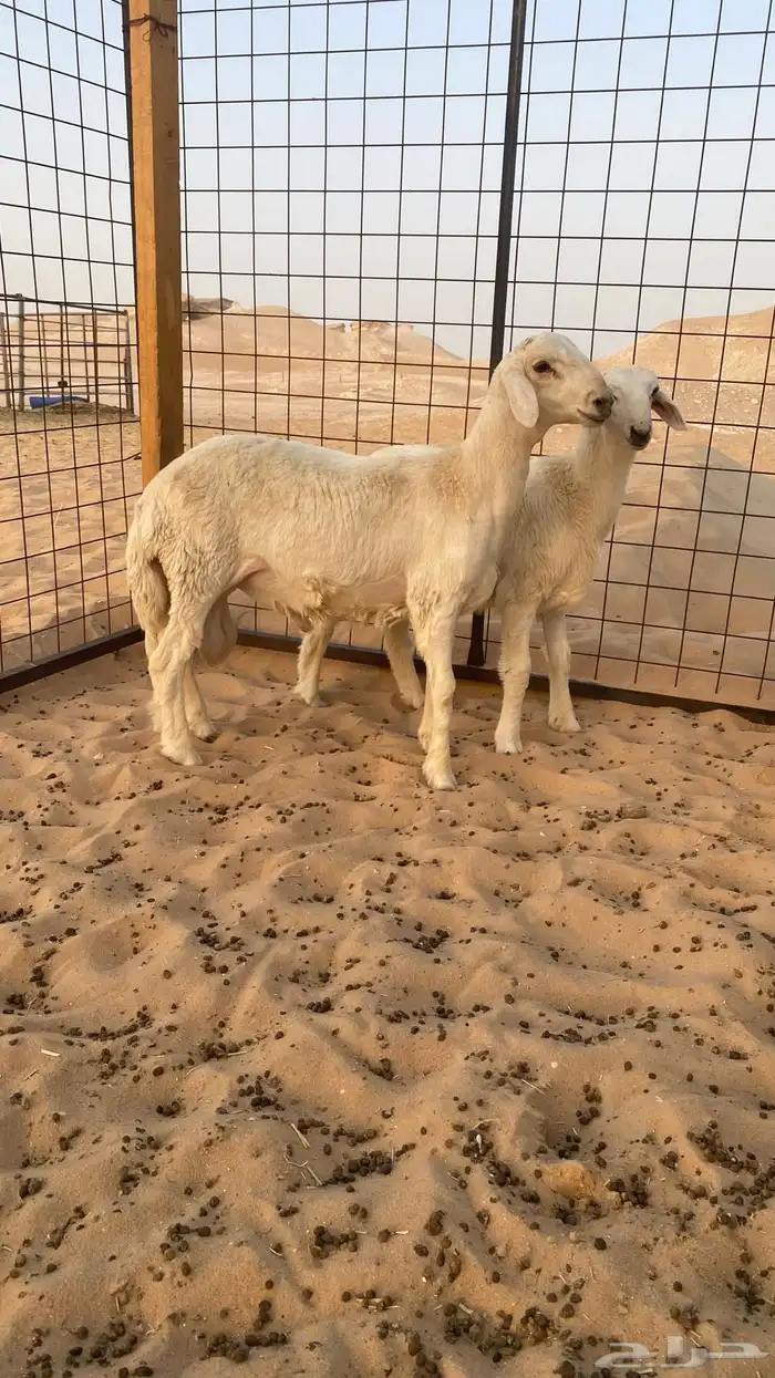 حريات خرفان 5