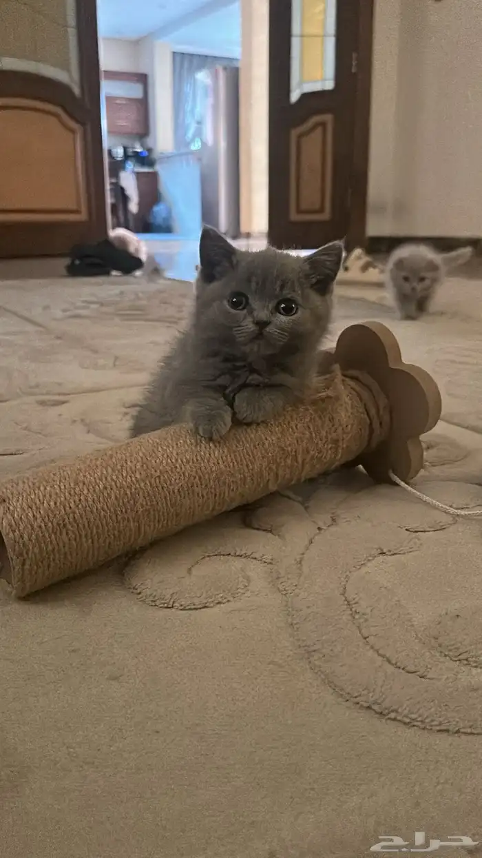 قطط للبيع 12