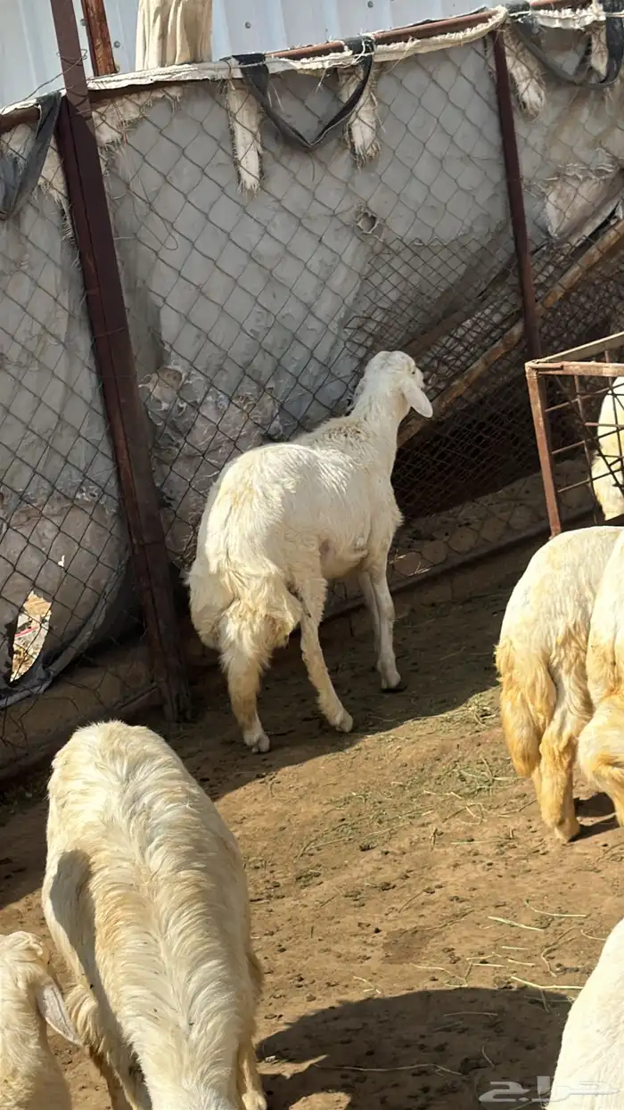 يوجد خرفان ورخال حريه بلدي علي الشرط مع السلخ والتوصيل 9
