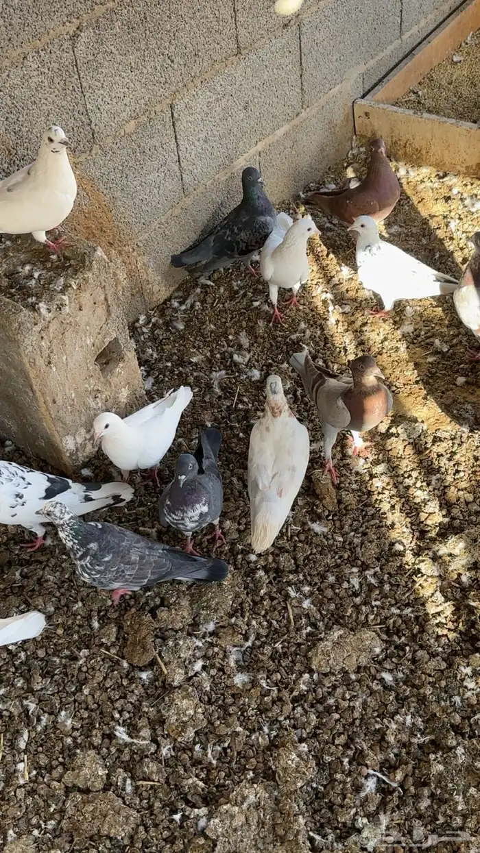 حمام للبيع 5