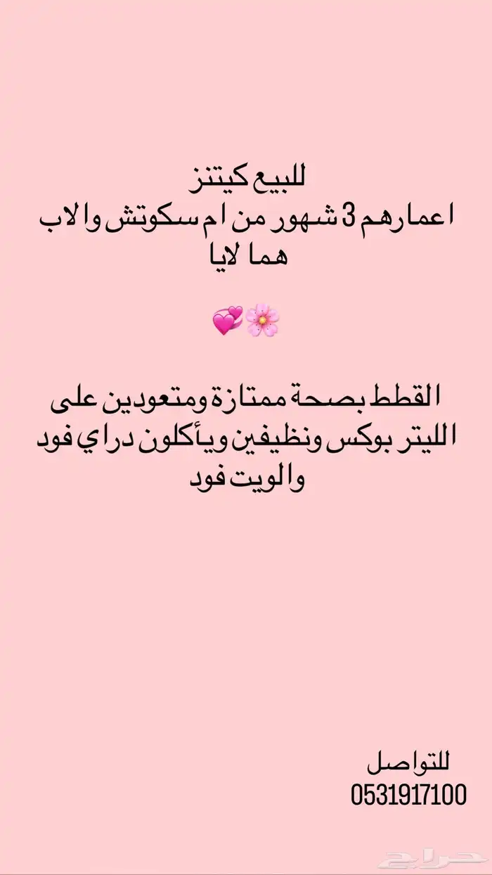 كيتنز للبيع انتاج ام سكوتش واب همالايا 0