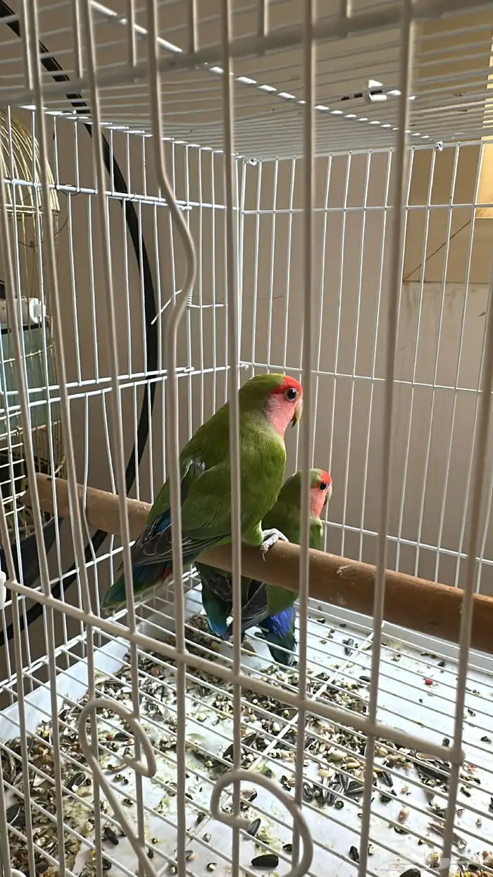روز 0
