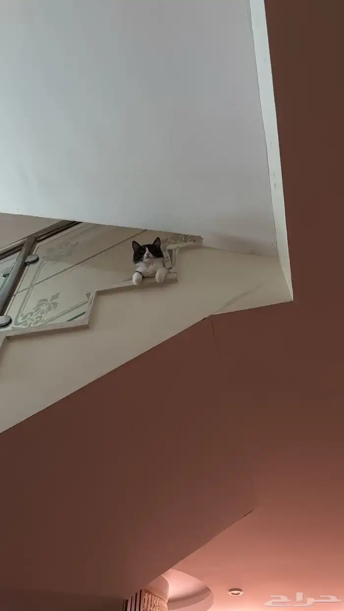 قطط 7