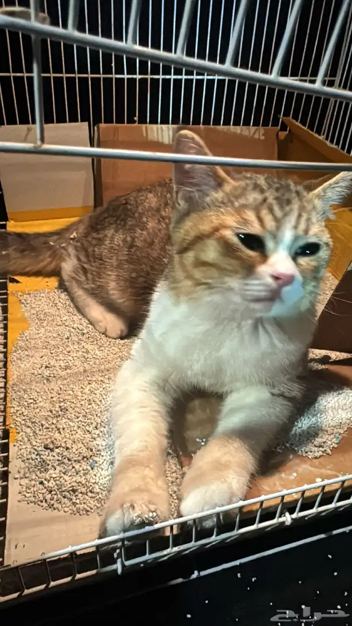 قطو للتبني 4