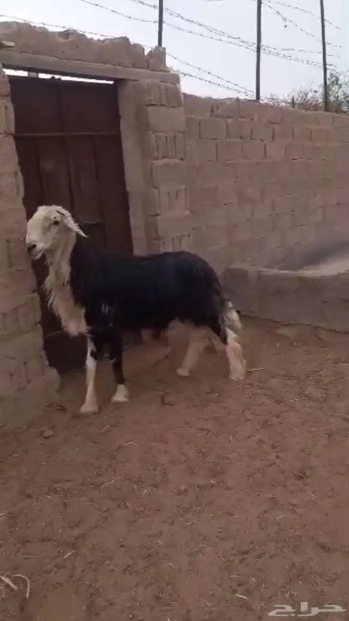 خروف نجدي فحل ( الشملي ) 0