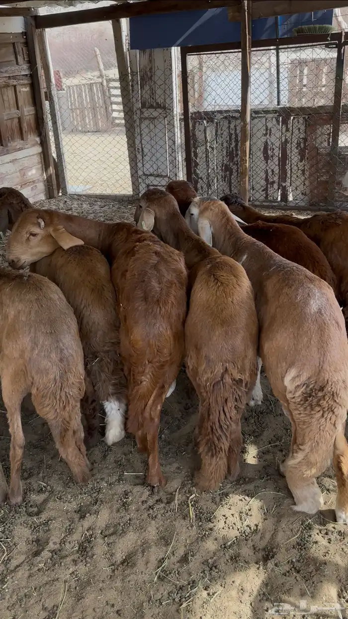 ذبايح سواكن تربيه 3 شهور ع شعير وبرسيم باسعار تنافسيه 0