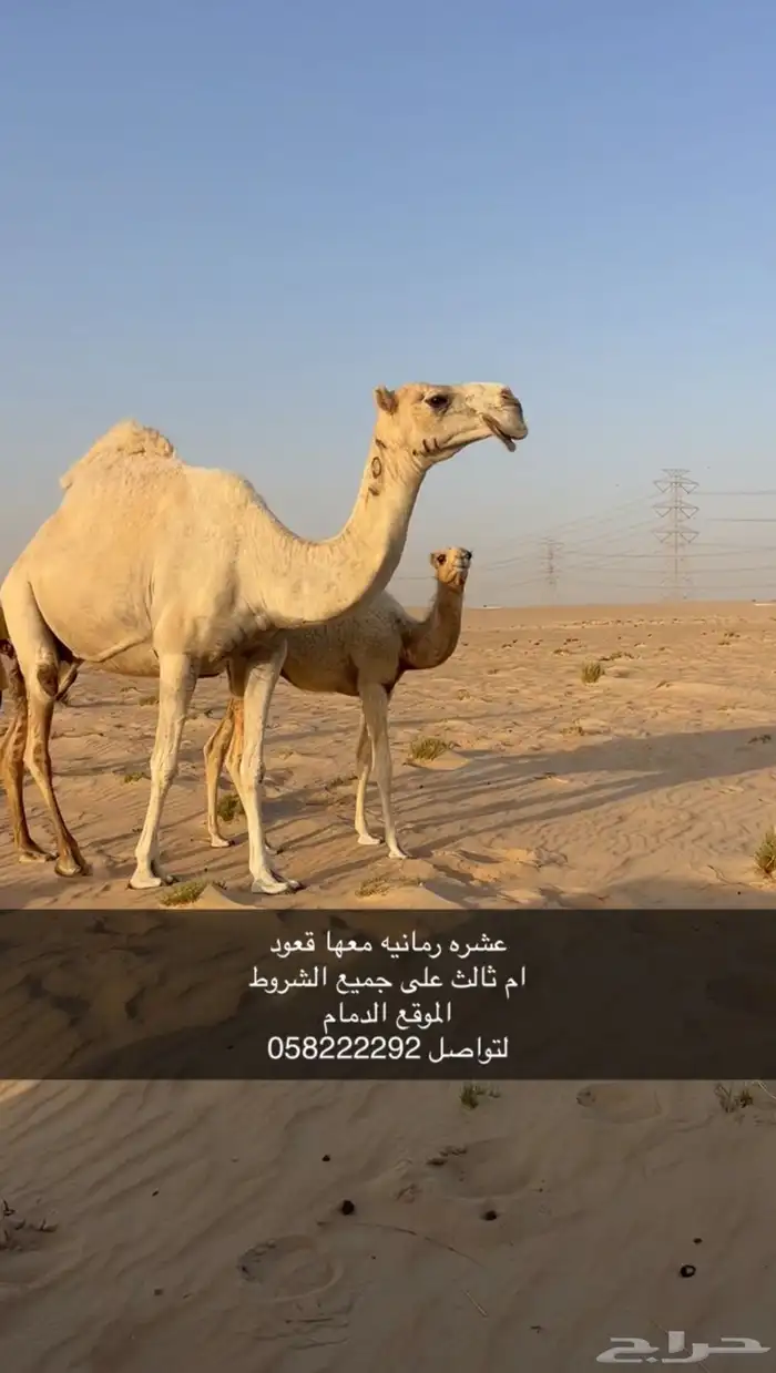 خلفه وضحه معها قعود يوجد تصوير فديو واضح للناقه 0