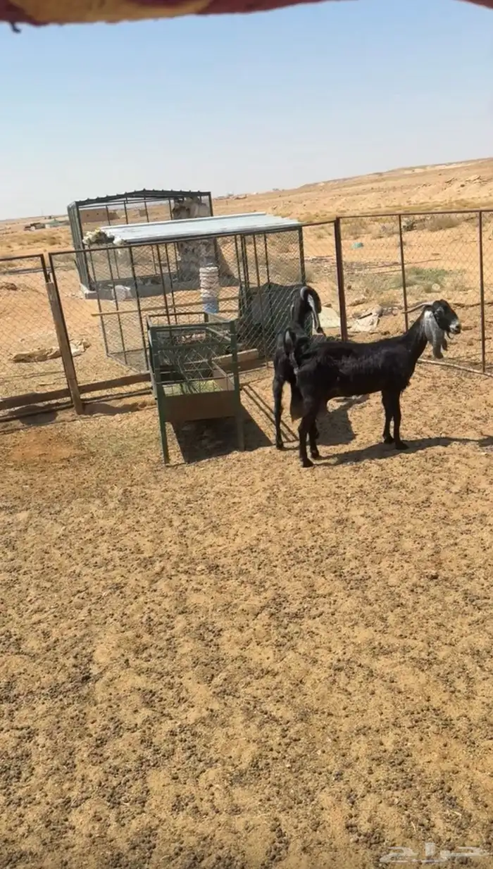 عنزين وتيس 2