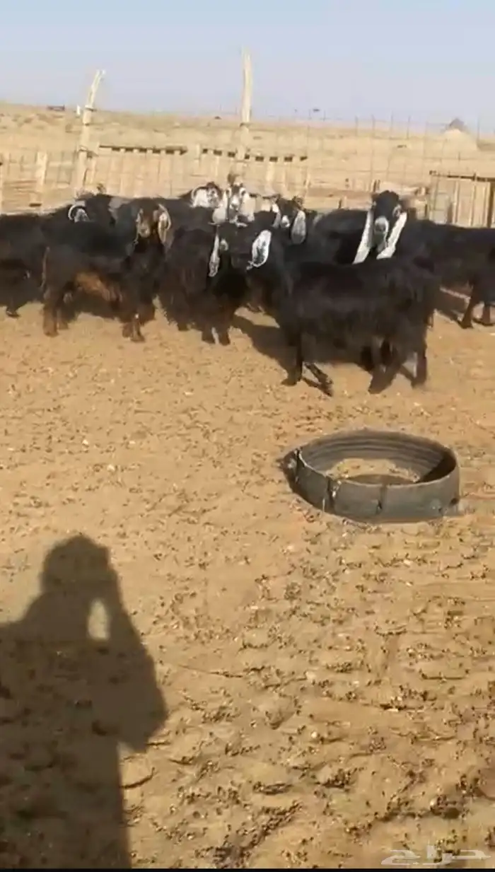 10 معزاء للبيع مع فحلها 0