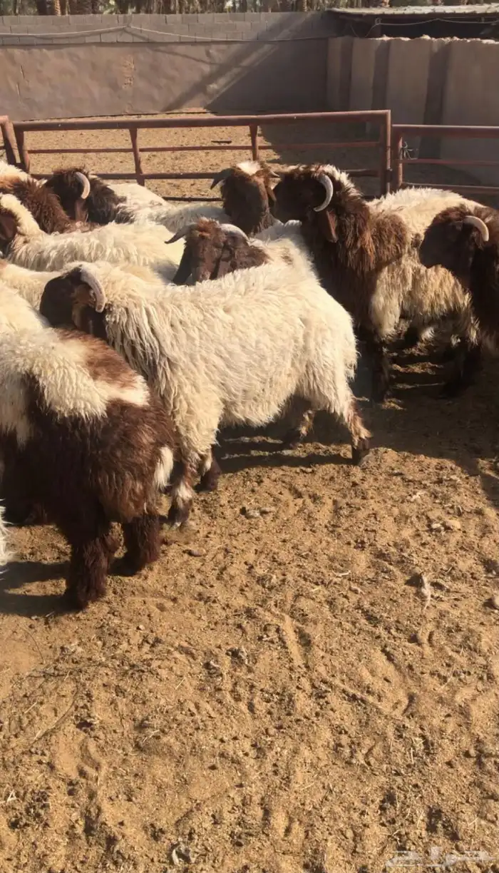 ذبايح نعيمي حري مفطح ثلاجه شامل ذبح توصيل 6