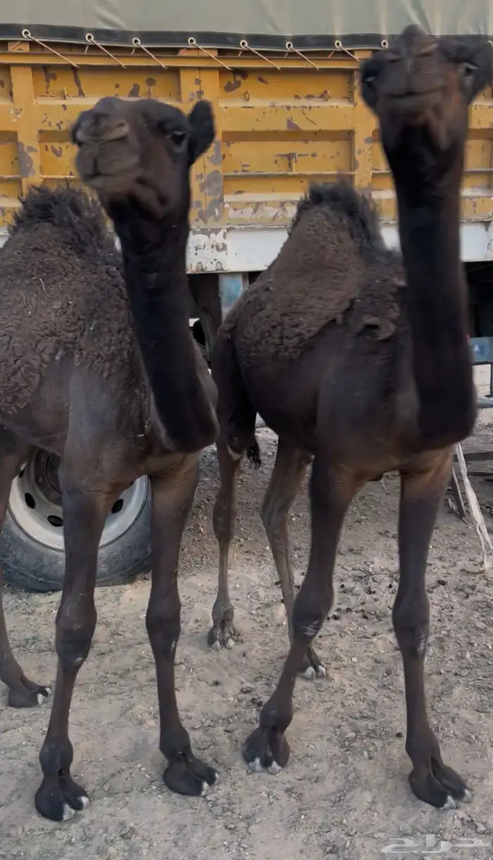 قعدان 0