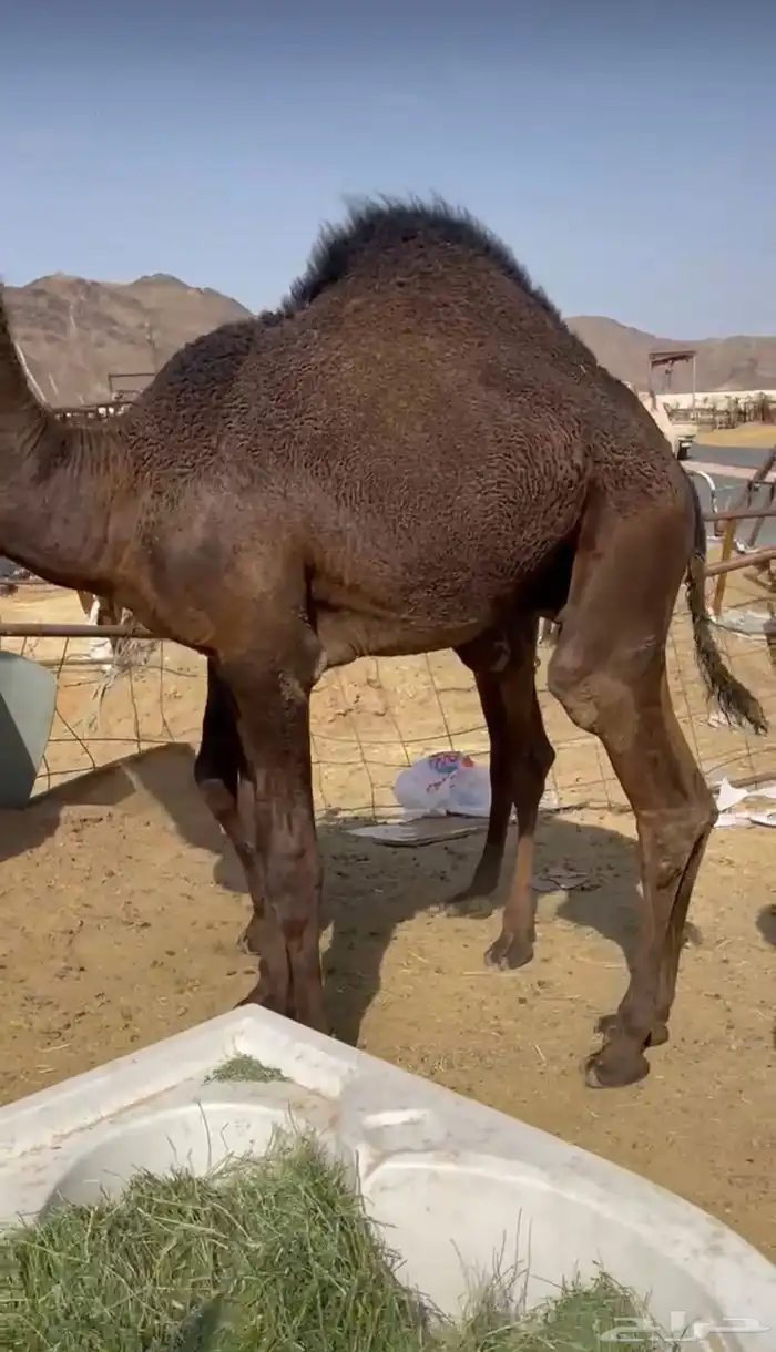 قعدان بلدي كفو وقعدان مستورد كفو ويوجد توصيل 1