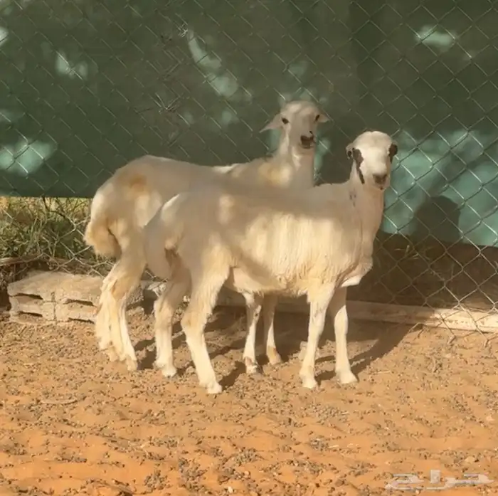 بهم طليان للبيع 0