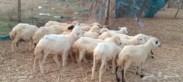 رخال رفيدي وحري من 450 ريال 1