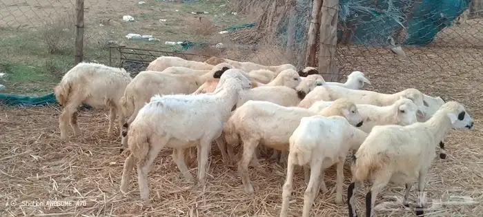 رخال رفيدي وحري من 450 ريال 0