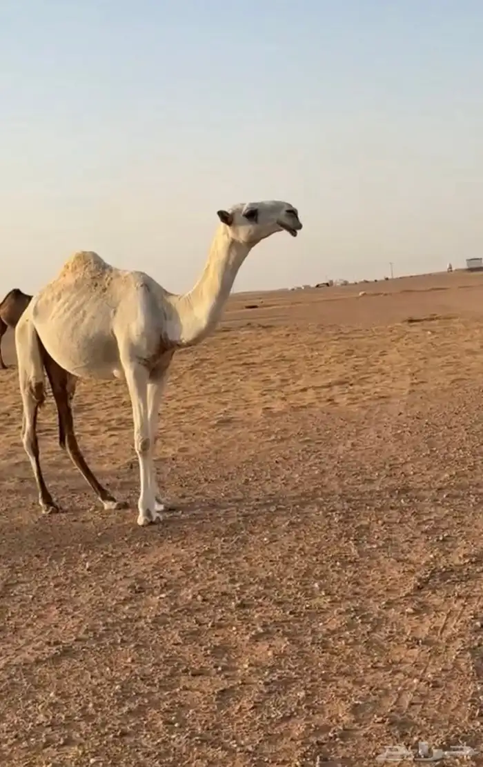 قعود تمامي مفرود 0