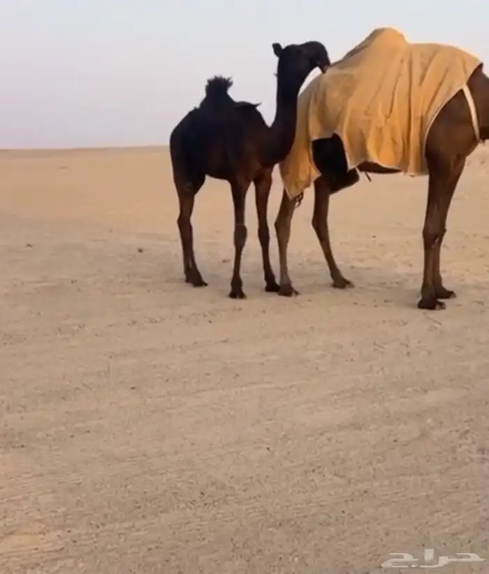 مفروده فرديه ابيها مخوف عمرها 6 شهور 1