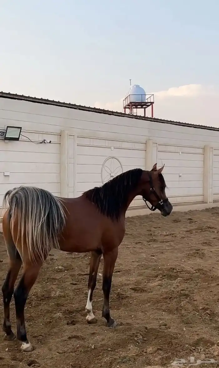 مهر عربي حفيد مروان الشقب وفي دمه ابطال للبيع 0