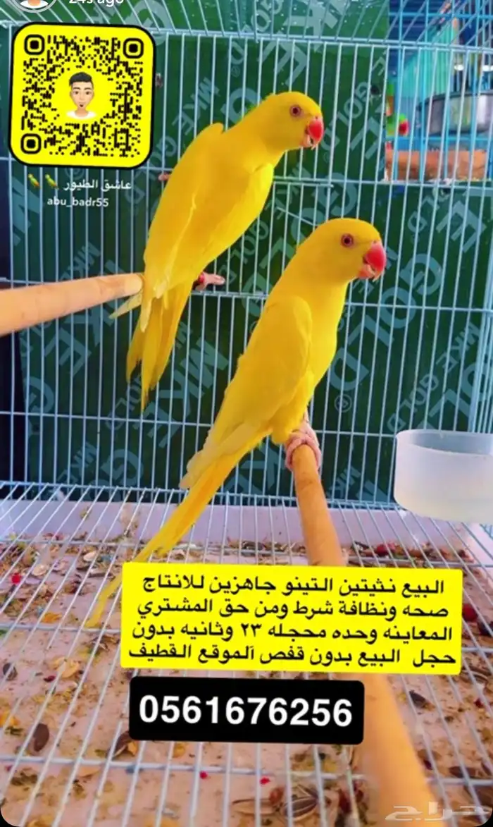اناثي دره هولندي لاتينو 0