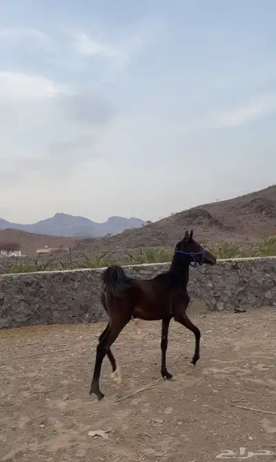 مهره للبيع اقبل بدل 0