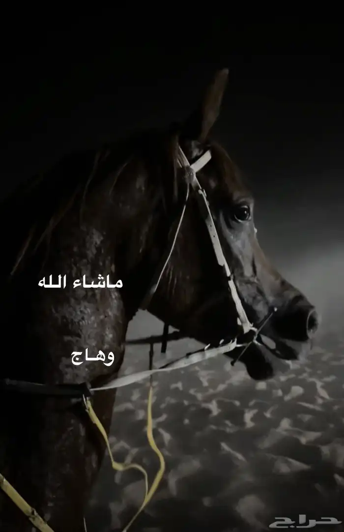 حصان ولد دزاين فور لايف 2