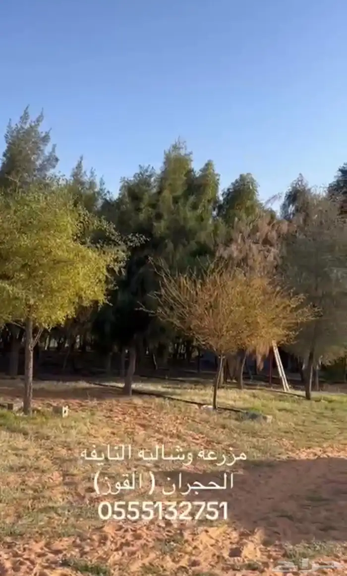 مزرعه وشاليه النايفه للإيجار اليومي شرق عين ابن فهيد 6