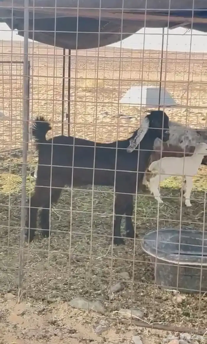 جفره صنف طيب الي بيقني ولا الي بيذبح اقبل البدل المناسب 0