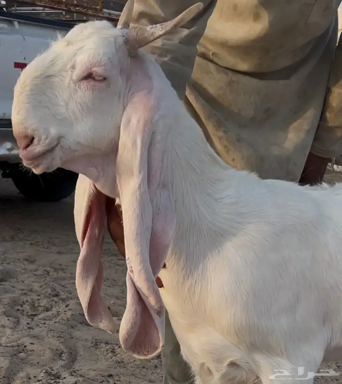 جفره مطوره خصم الخصم 2