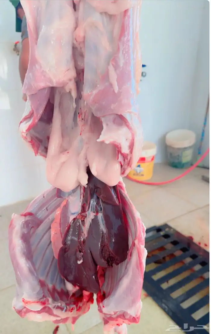 يوجد خرفان ورخال حريه بلدي علي الشرط مع السلخ والتوصيل 12