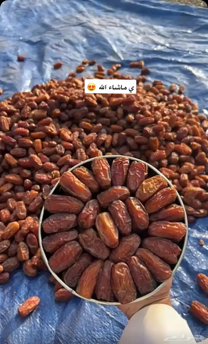 تمر صفري شي كايف يوجد علب كيلو وثنين كيلو 0