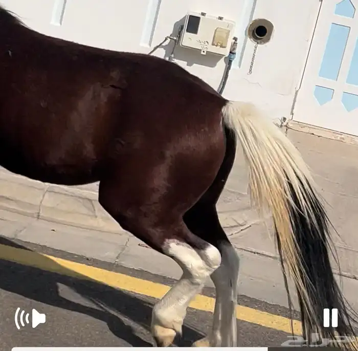 بوني صغير معسوف جميل جدا 4