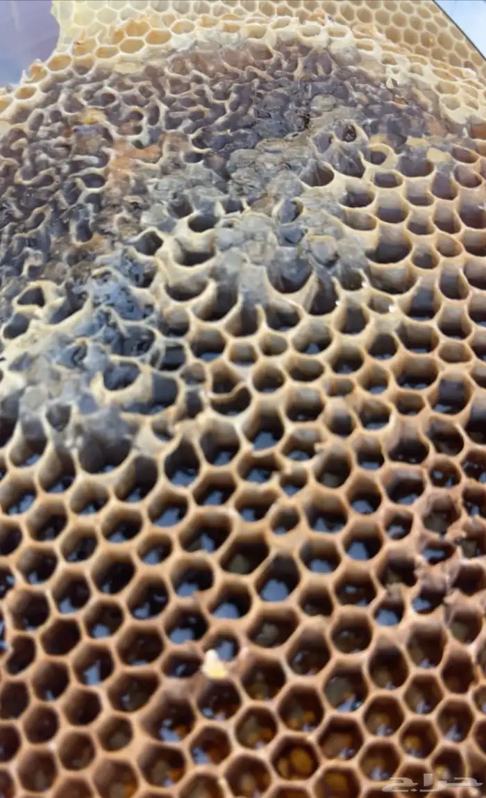 عسل جبلي صافي جديد من منحلي شخصيا 12