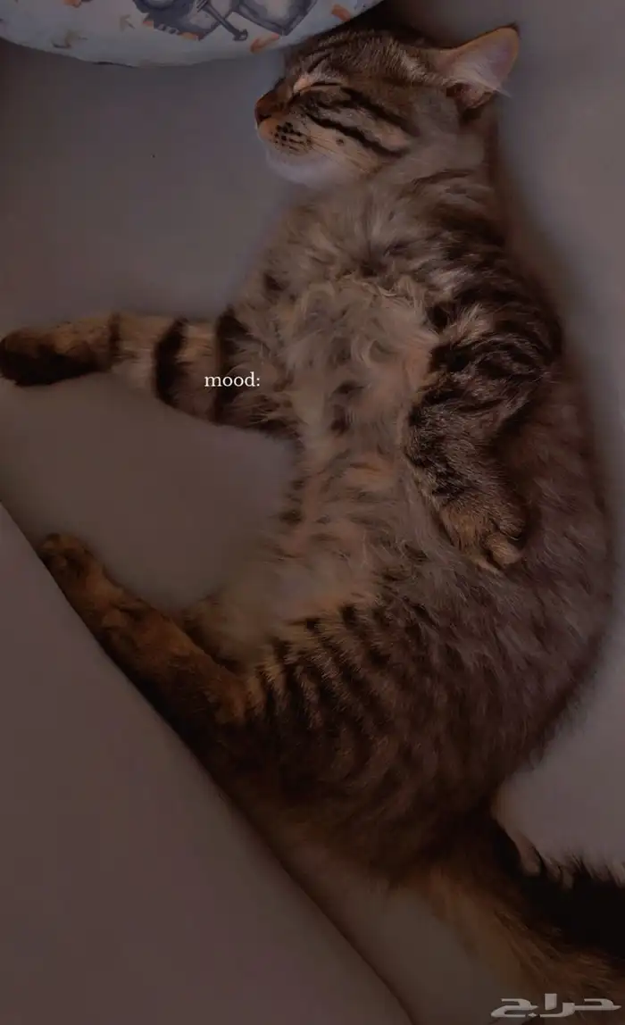 قطط 1