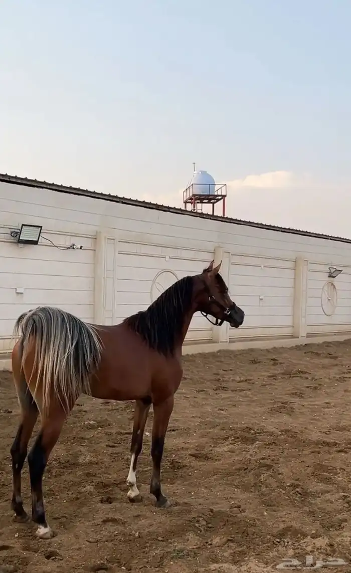مهر عربي حفيد مروان الشقب وفي دمه ابطال للبيع 1